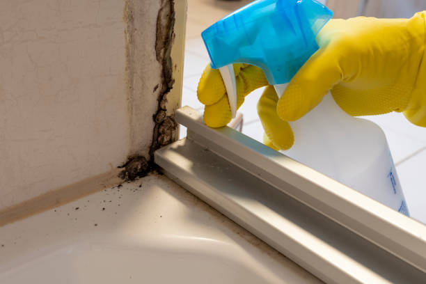 East Greenville, PA Mold Removal Company